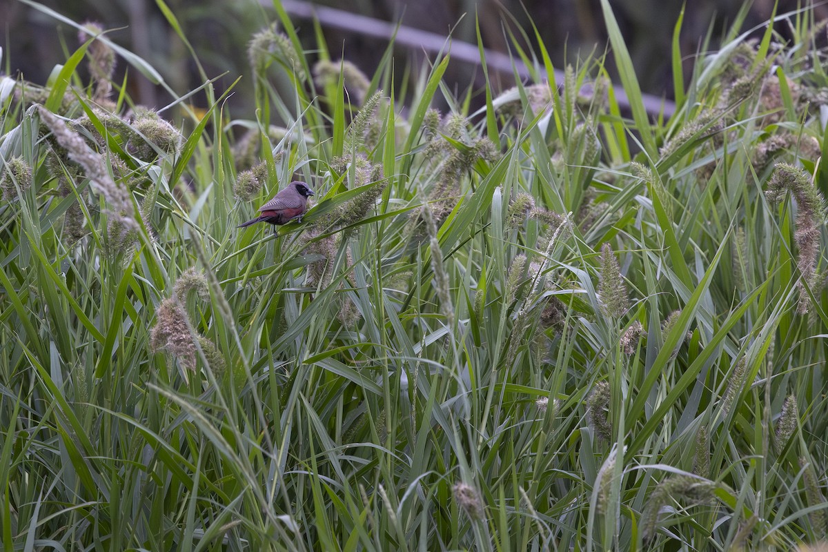 Black-faced Waxbill - ML651467181