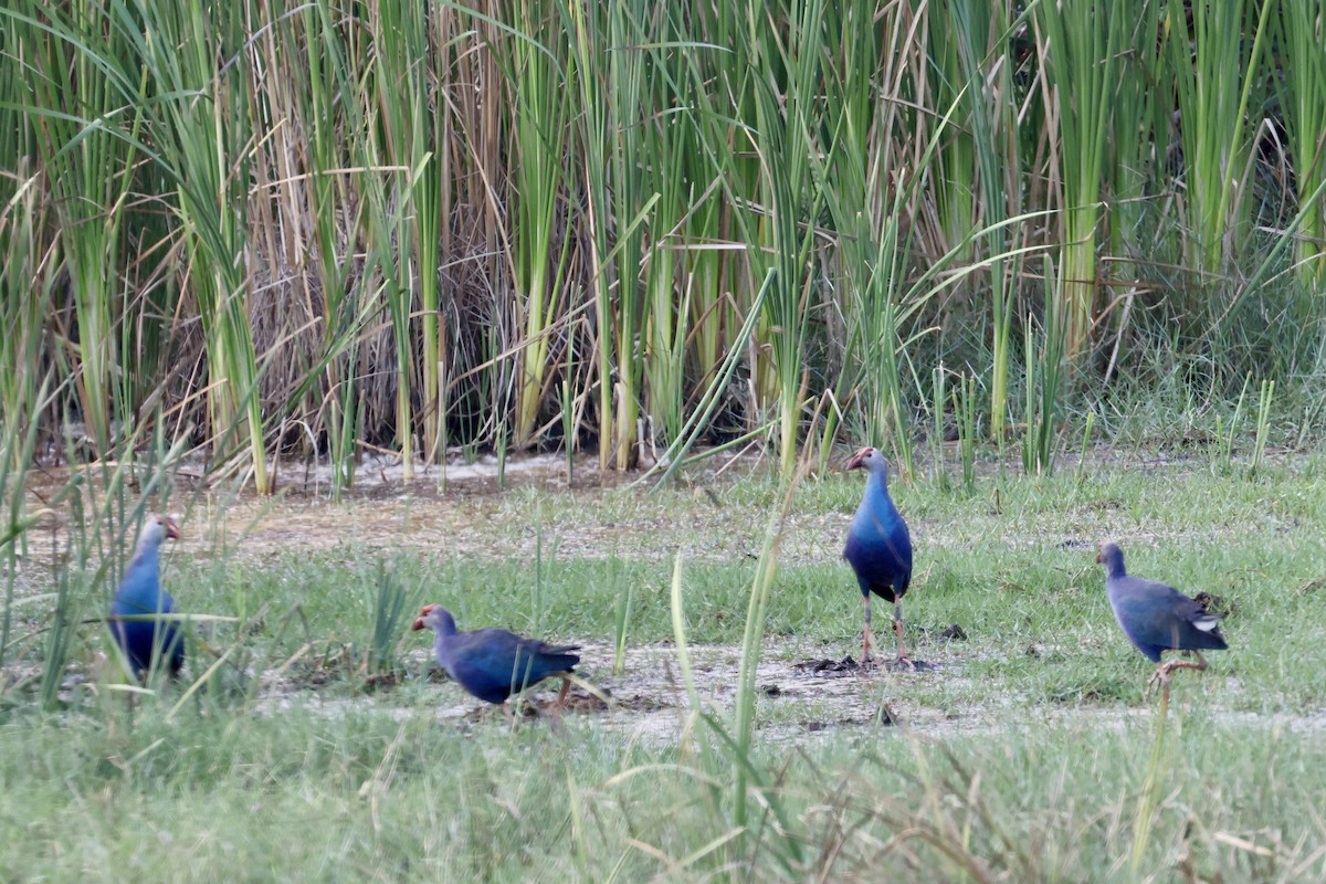Gray-headed Swamphen - ML651467237
