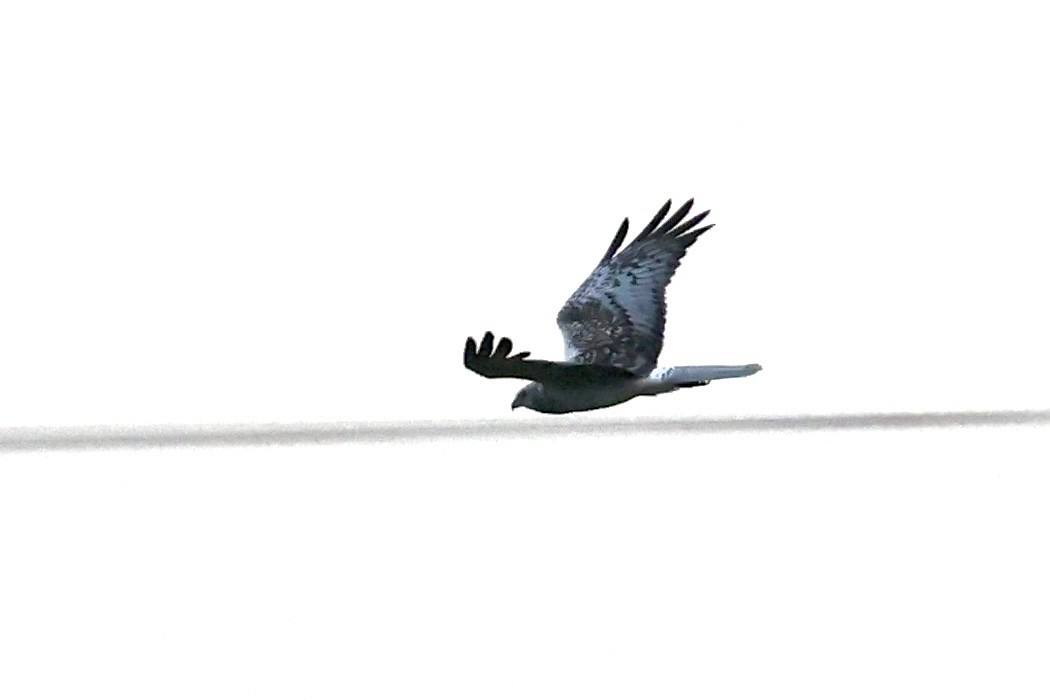 Eastern Marsh Harrier - ML651467247