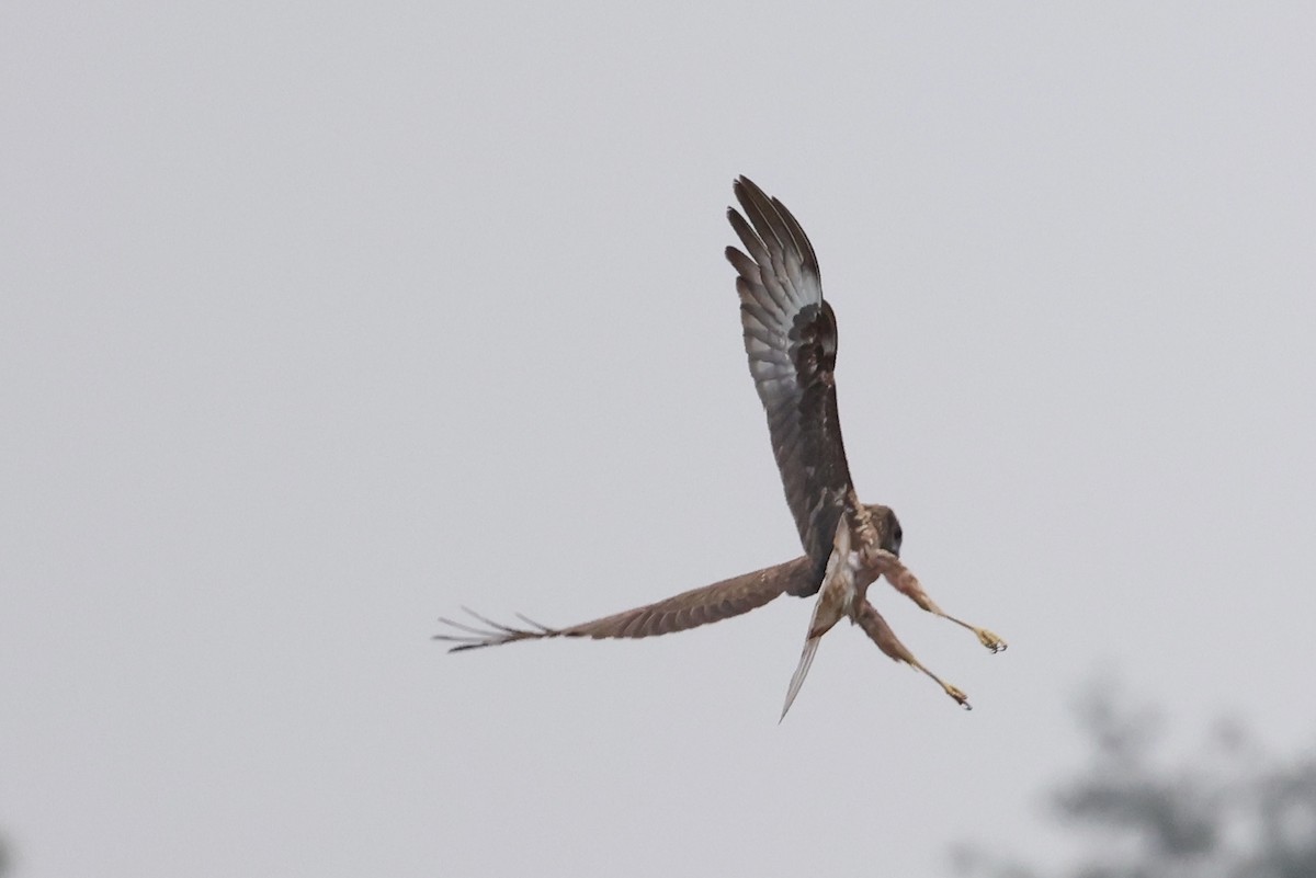 harrier sp. - ML651467264