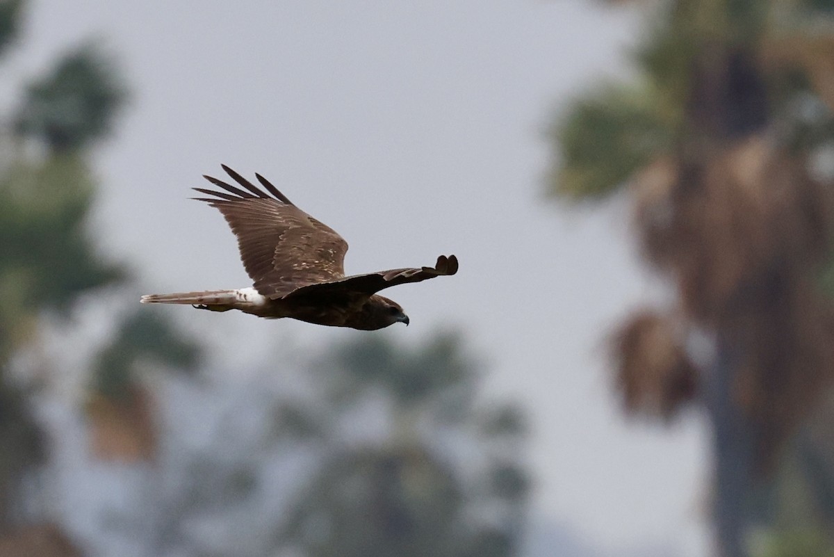 harrier sp. - ML651467265