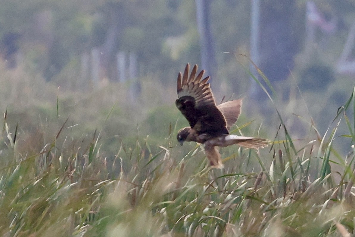 harrier sp. - ML651467266