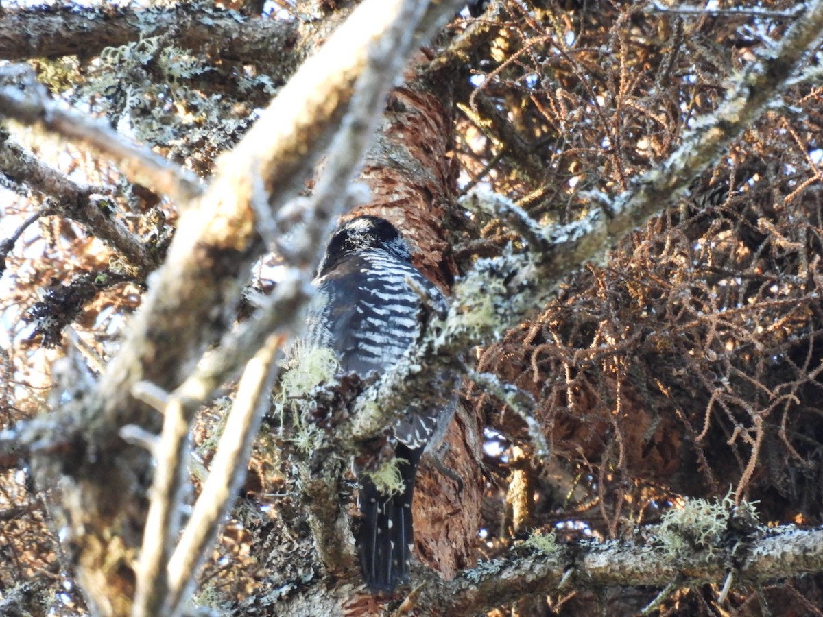 American Three-toed Woodpecker - ML651467313