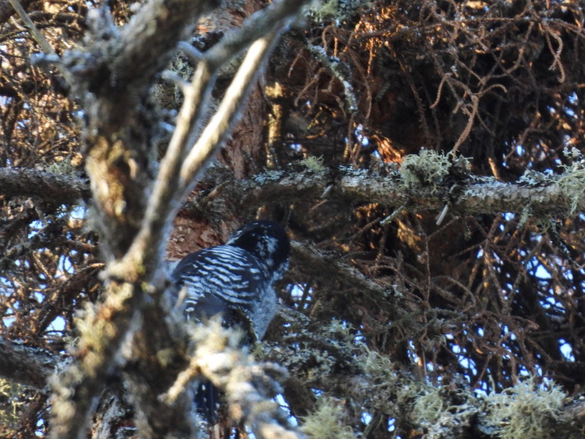 American Three-toed Woodpecker - ML651467314