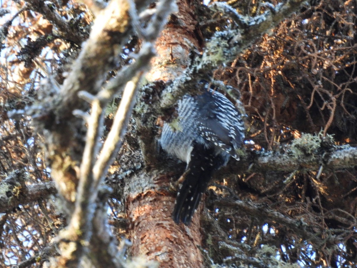 American Three-toed Woodpecker - ML651467315