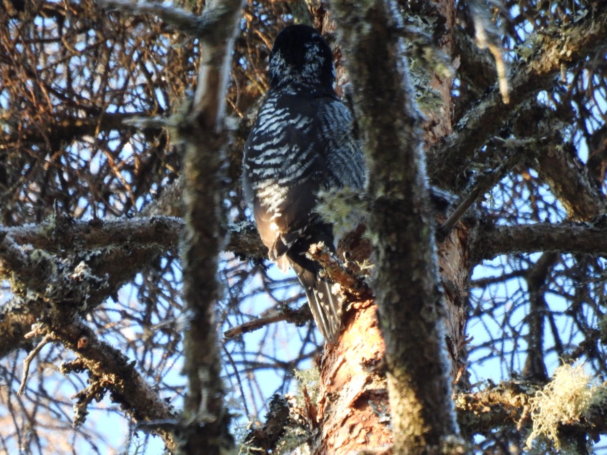 American Three-toed Woodpecker - ML651467316