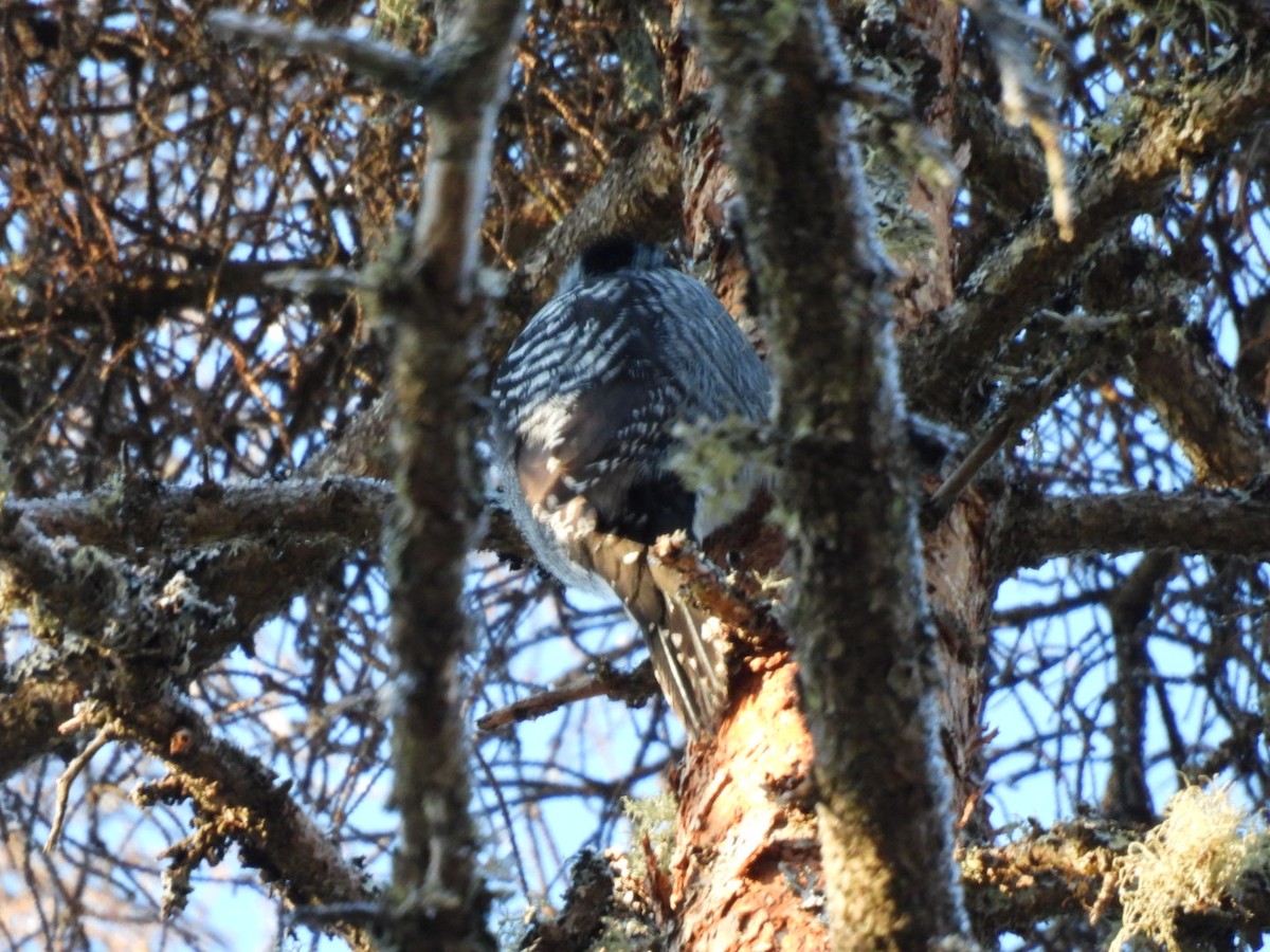 American Three-toed Woodpecker - ML651467317