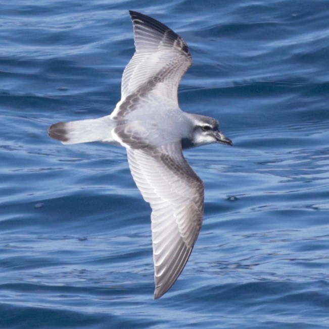 MacGillivray's Prion - ML651467320