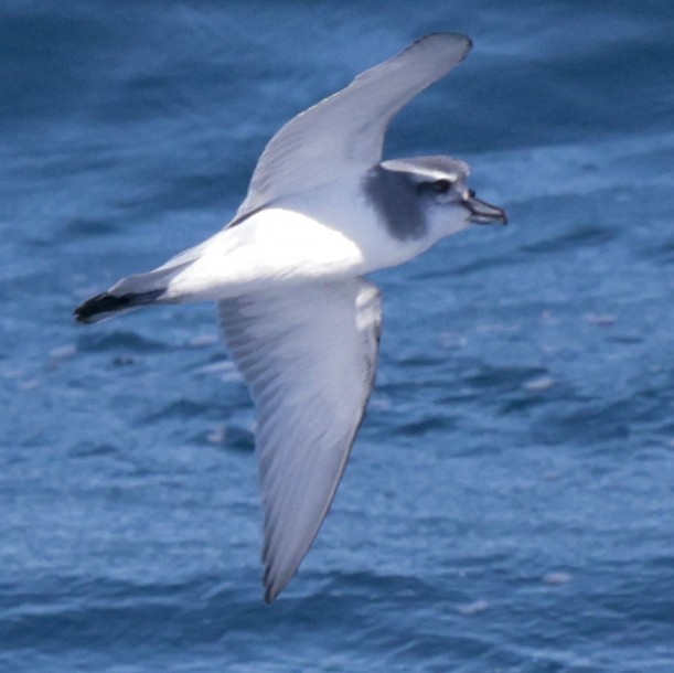 MacGillivray's Prion - ML651467321