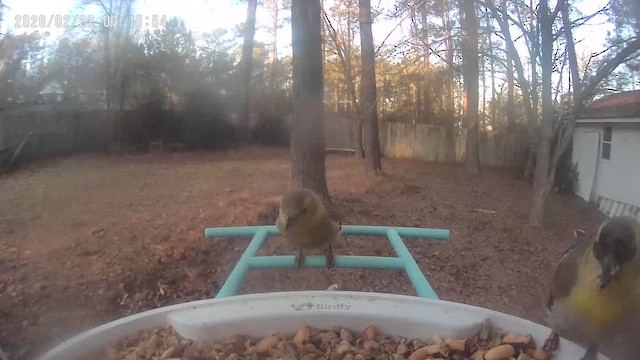 čížek žlutý - ML651467374