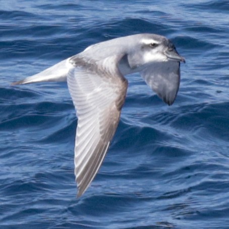 MacGillivray's Prion - ML651467394