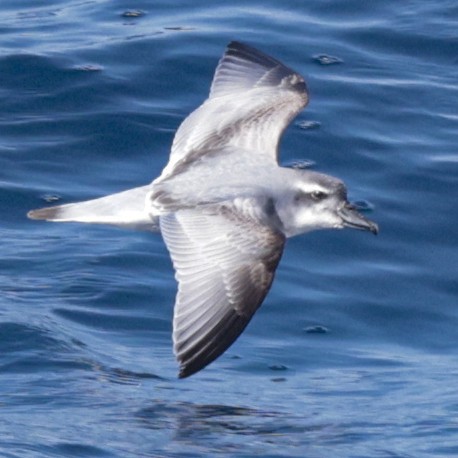 MacGillivray's Prion - ML651467395