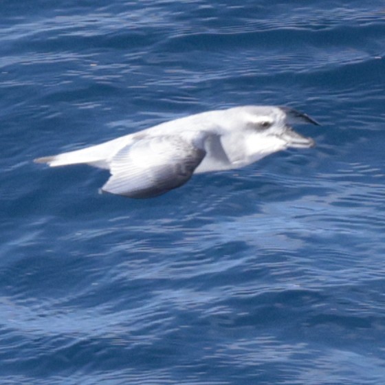 MacGillivray's Prion - ML651467396