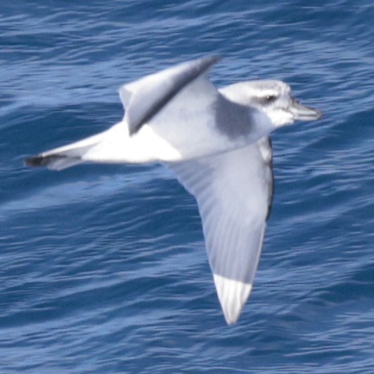 MacGillivray's Prion - ML651467397