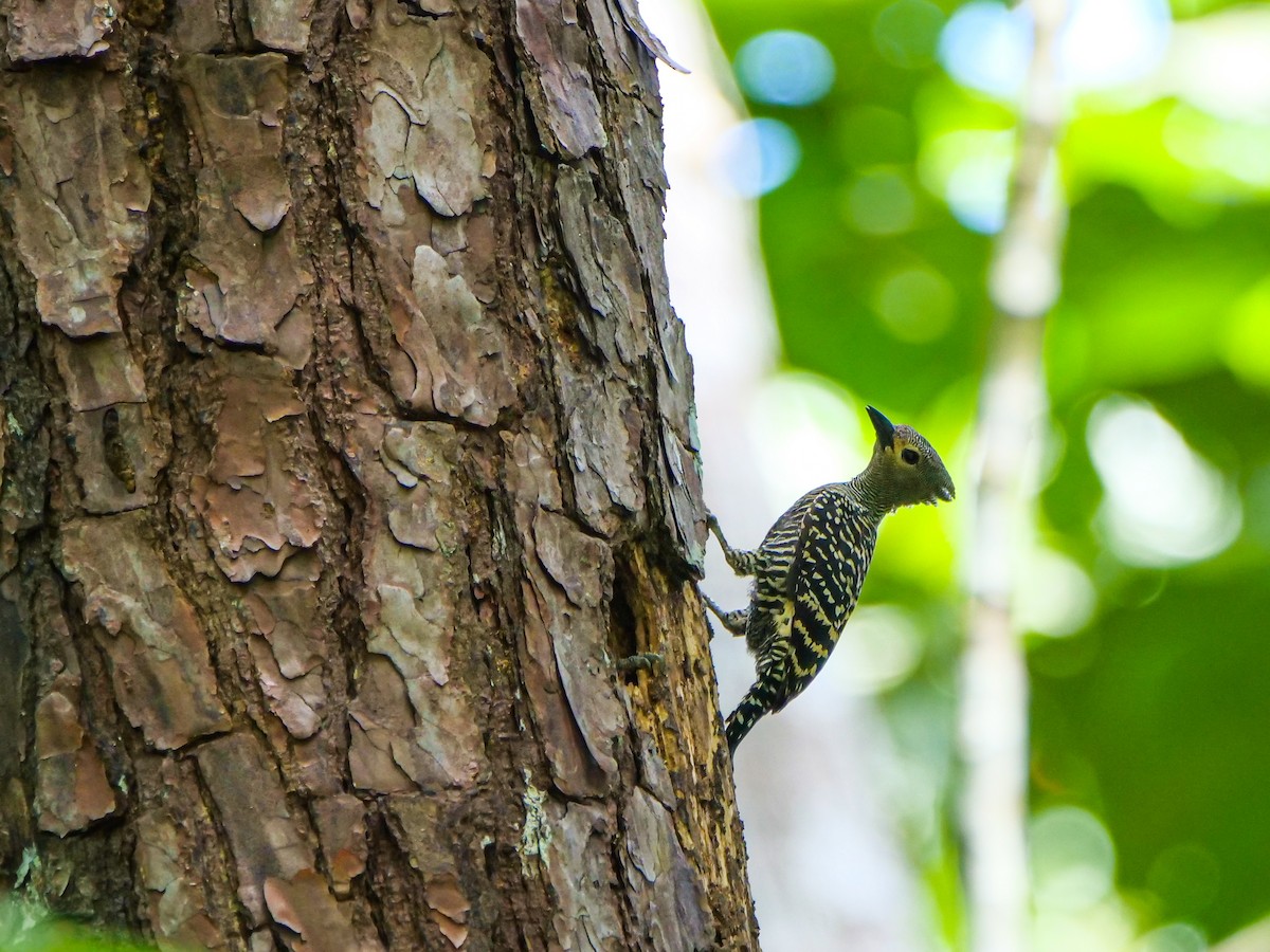 ヒメカレハゲラ - ML651467440