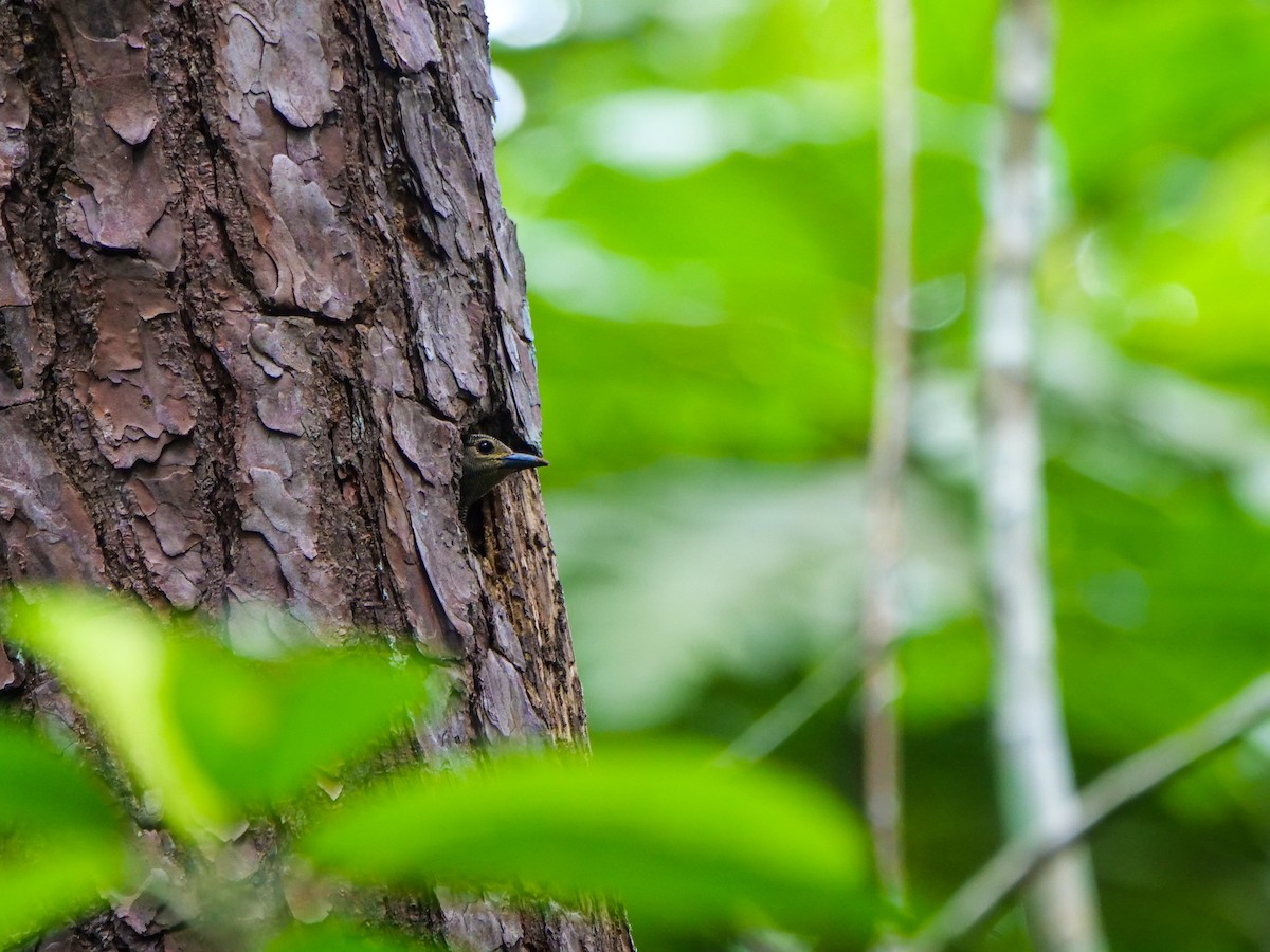 ヒメカレハゲラ - ML651467441