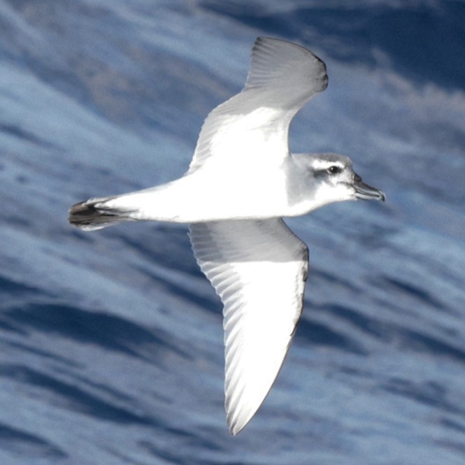 MacGillivray's Prion - ML651467505