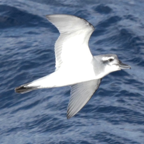 MacGillivray's Prion - ML651467506