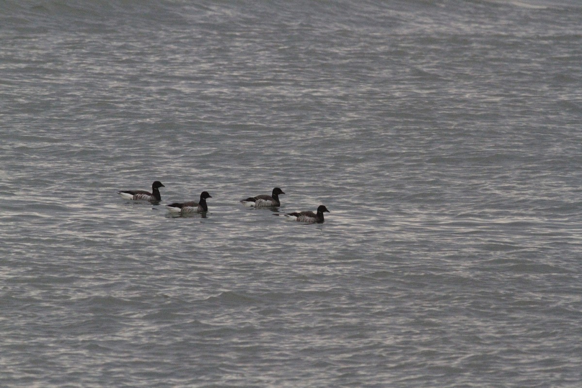 eBird Checklist - 21 Feb 2026 - Rudee Inlet - 19 species