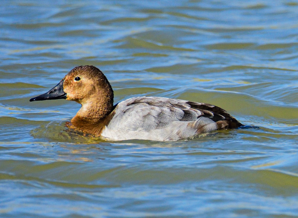 Canvasback - ML651467631