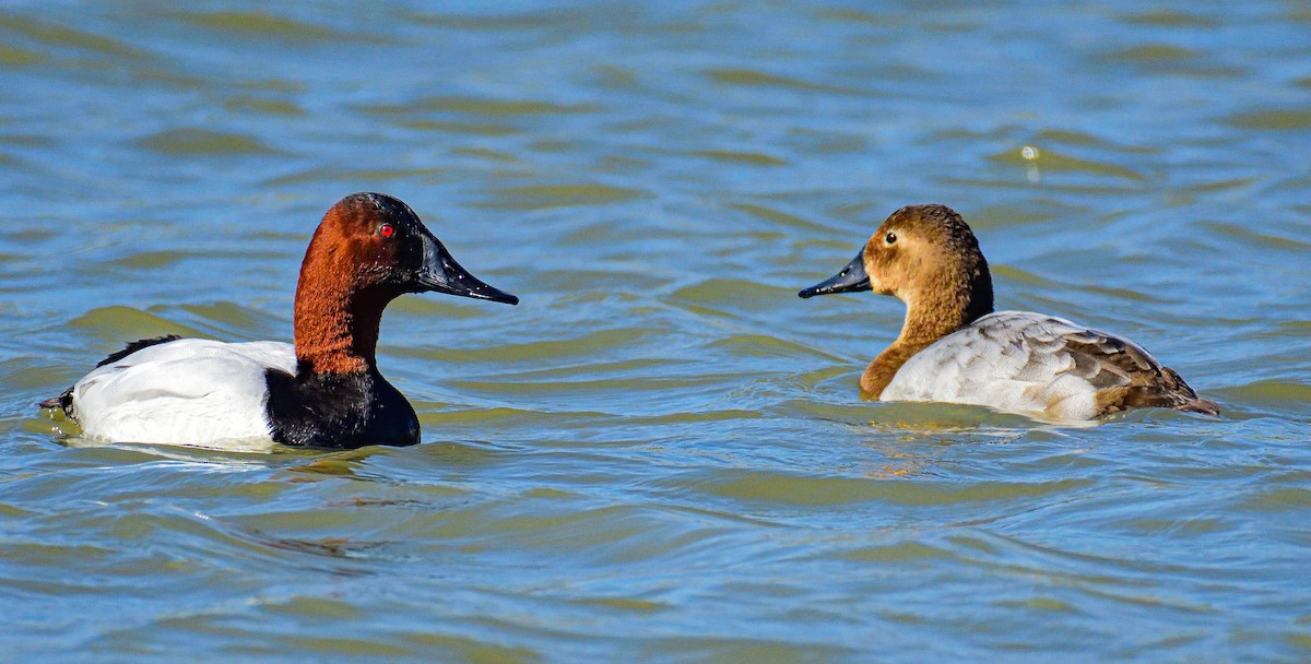 Canvasback - ML651467632