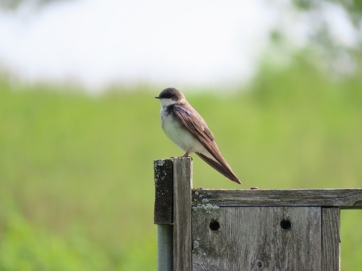 Tree Swallow - ML651468991