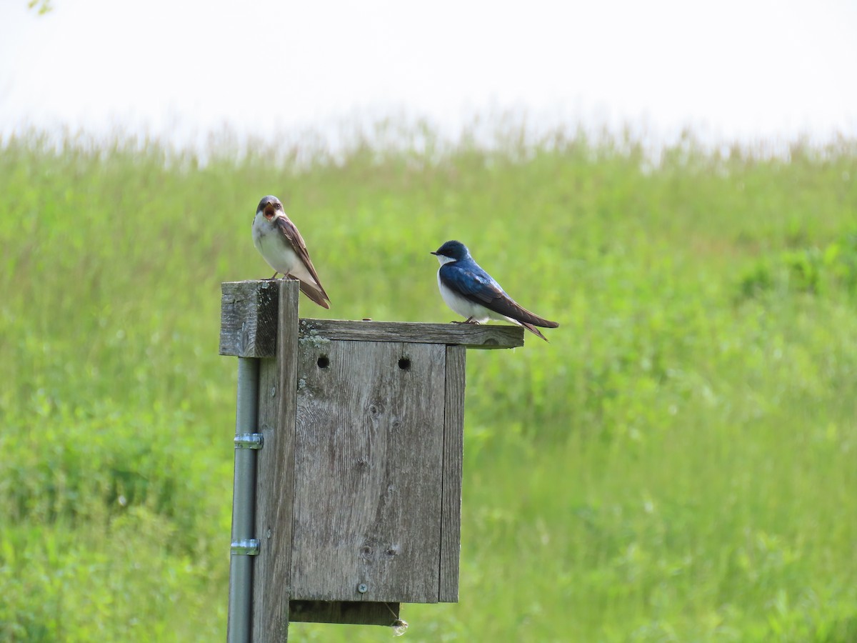 Tree Swallow - ML651468992
