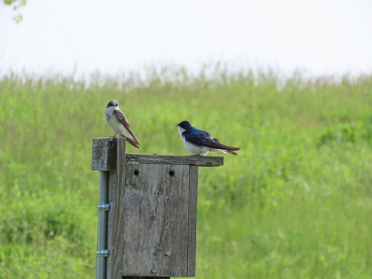 Tree Swallow - ML651468993