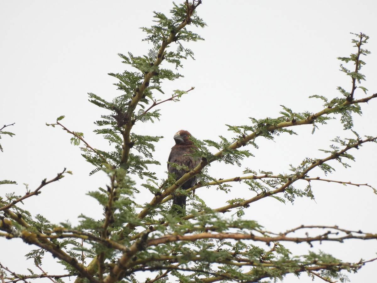 Grosbeak Weaver - ML651469881