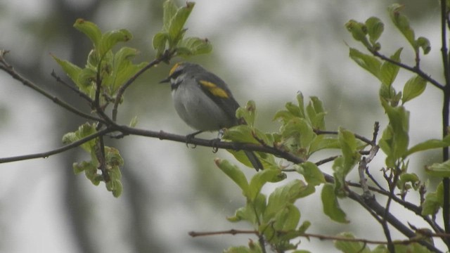 Reinita Alidorada - ML651470004