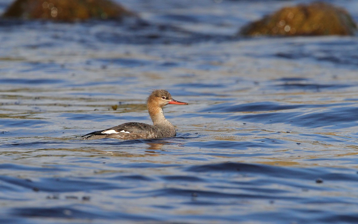 Red-breasted Merganser - Christoph Moning