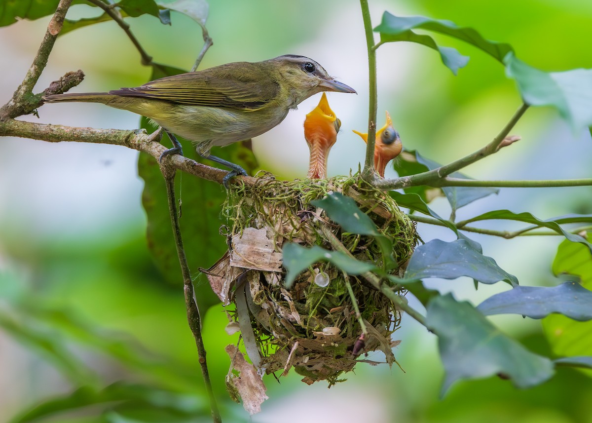 brunøyevireo - ML651471276