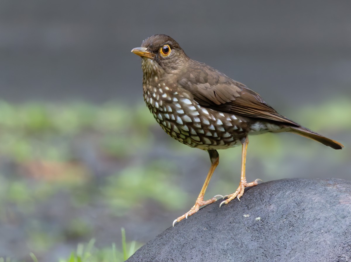 Forest Thrush - ML651471690