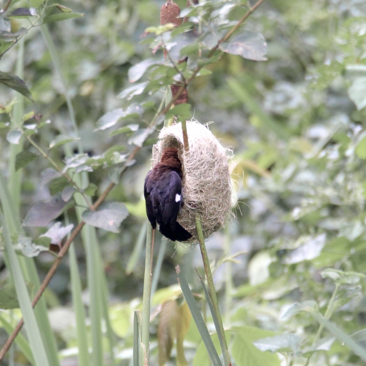 Grosbeak Weaver - ML651473319