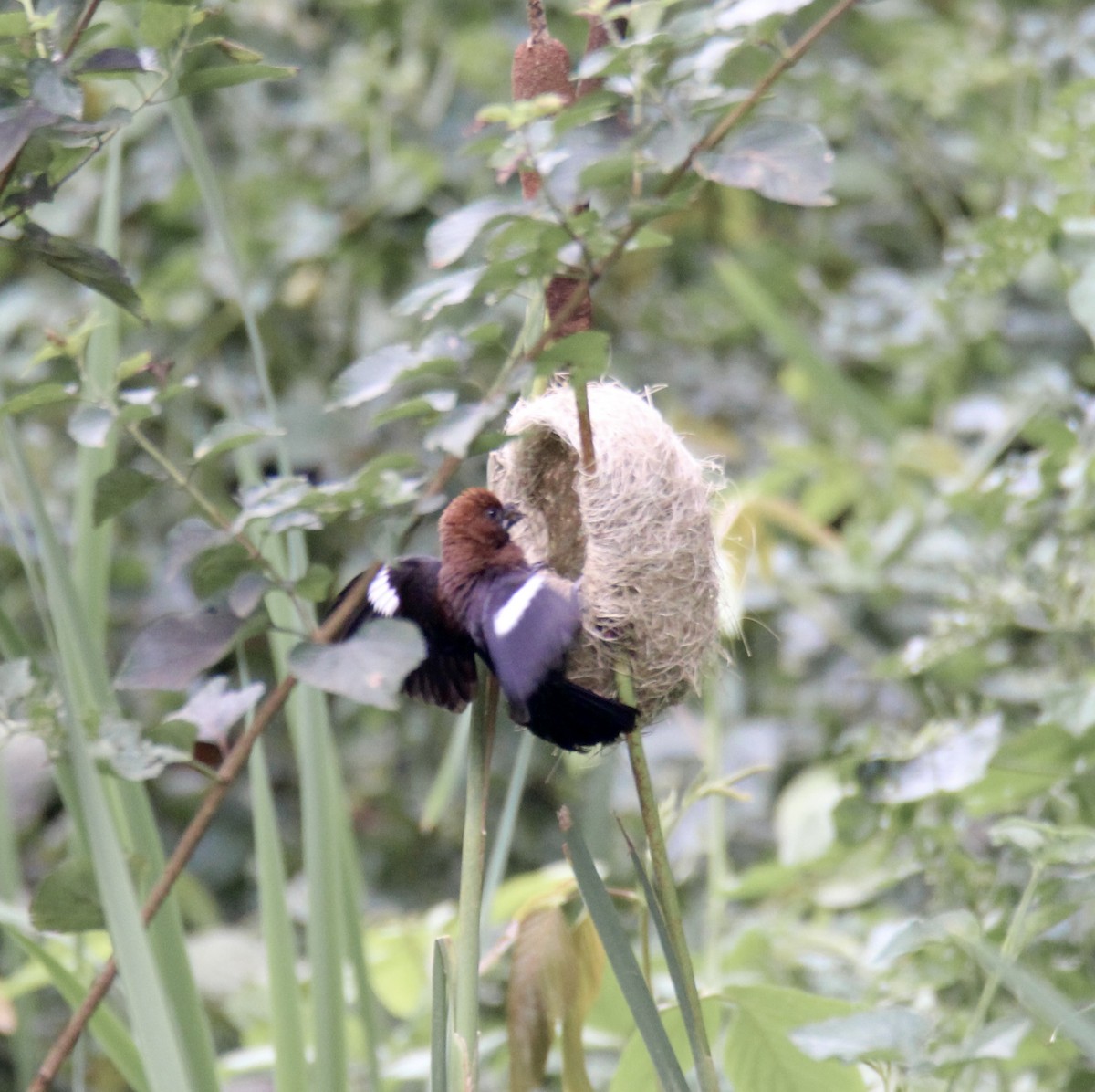 Grosbeak Weaver - ML651473322