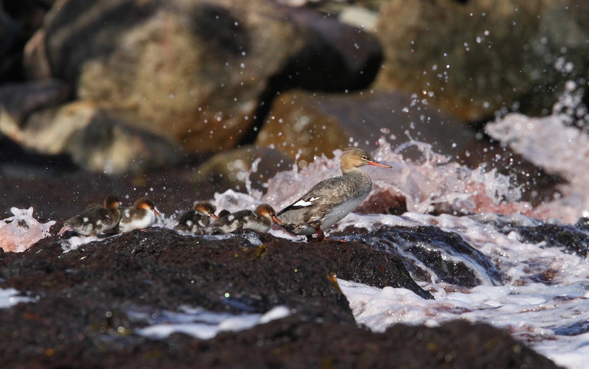 Red-breasted Merganser - Christoph Moning