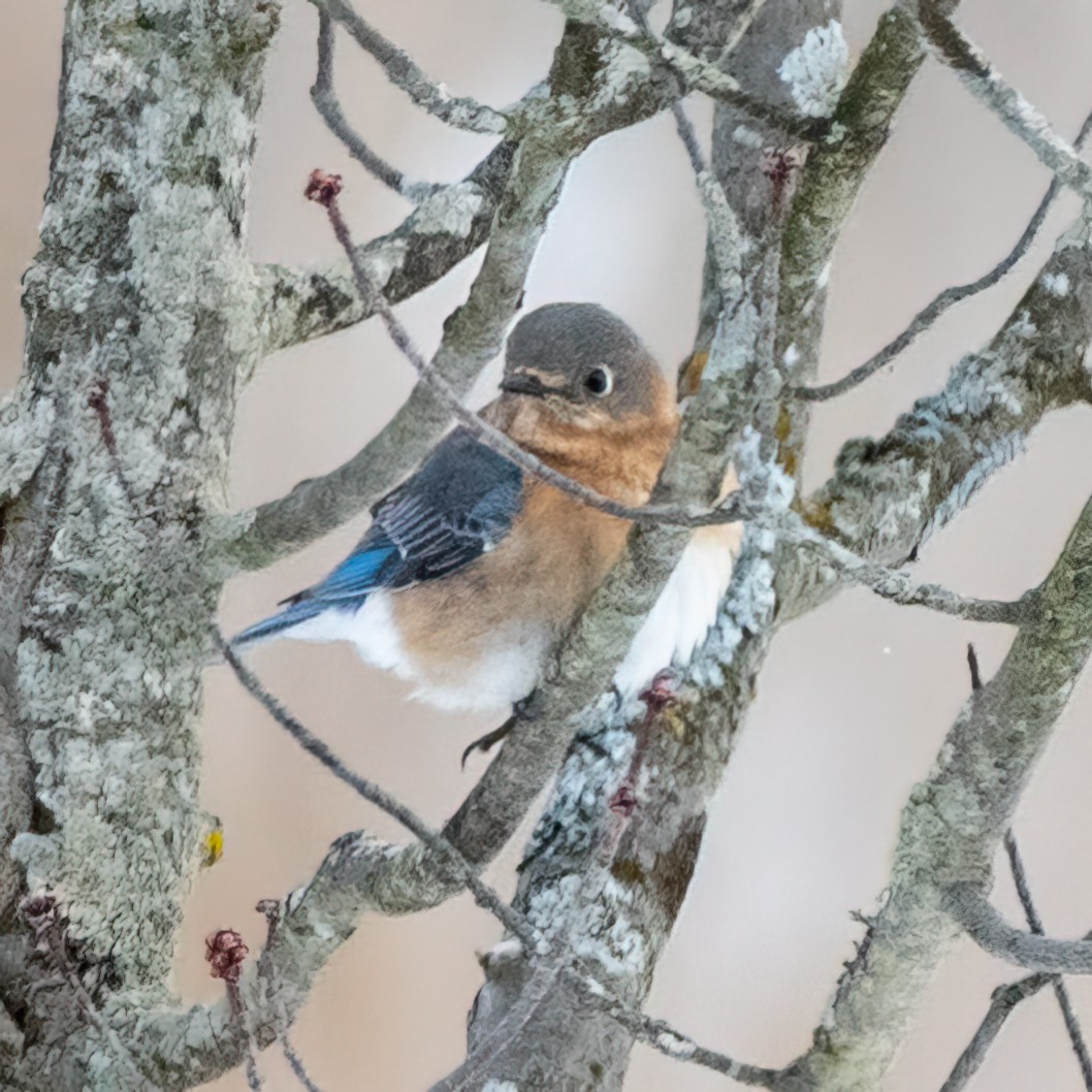 Eastern Bluebird - ML651474031