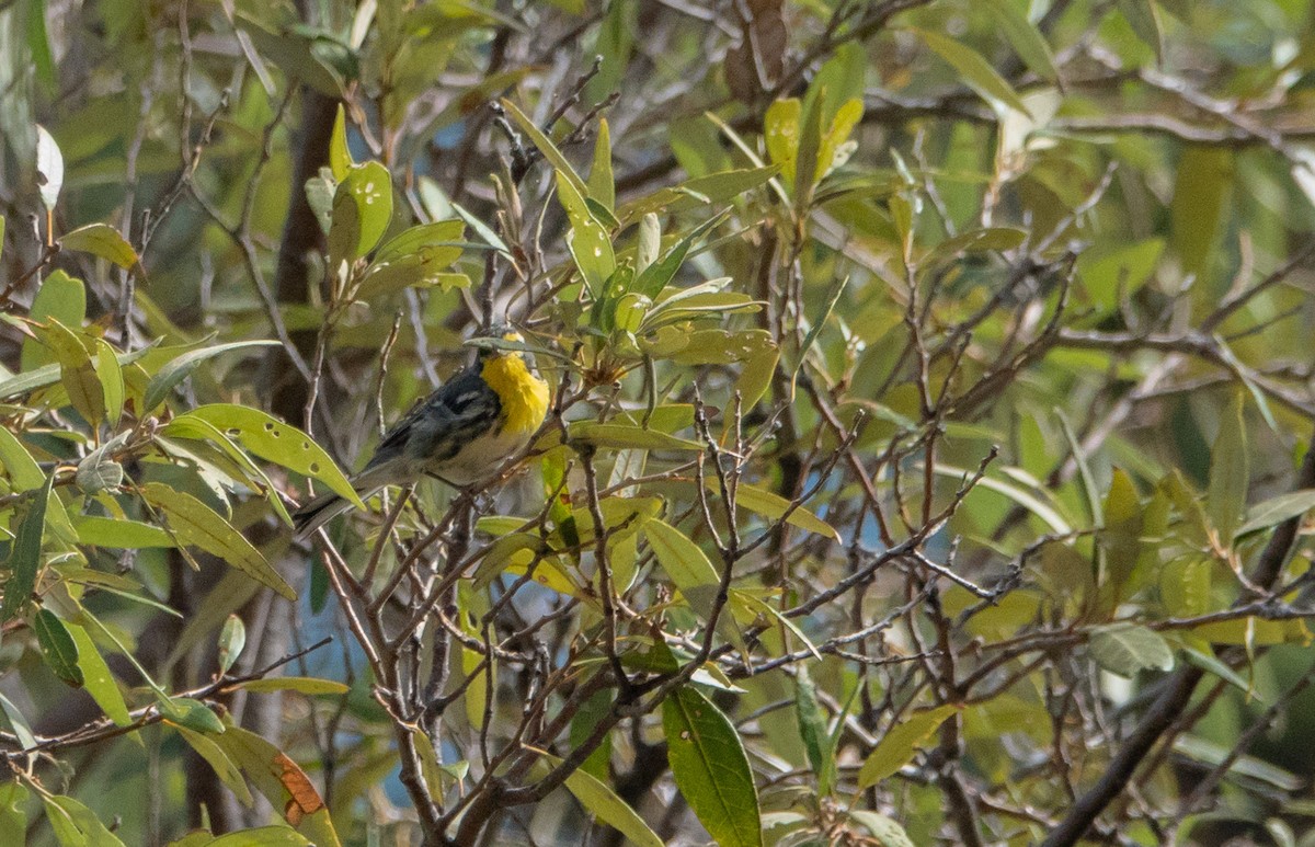 Grace's Warbler - ML651474596