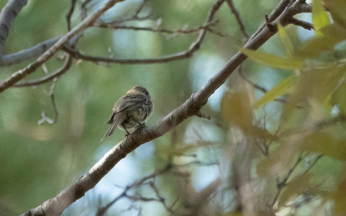 Buff-breasted Flycatcher - ML651474841