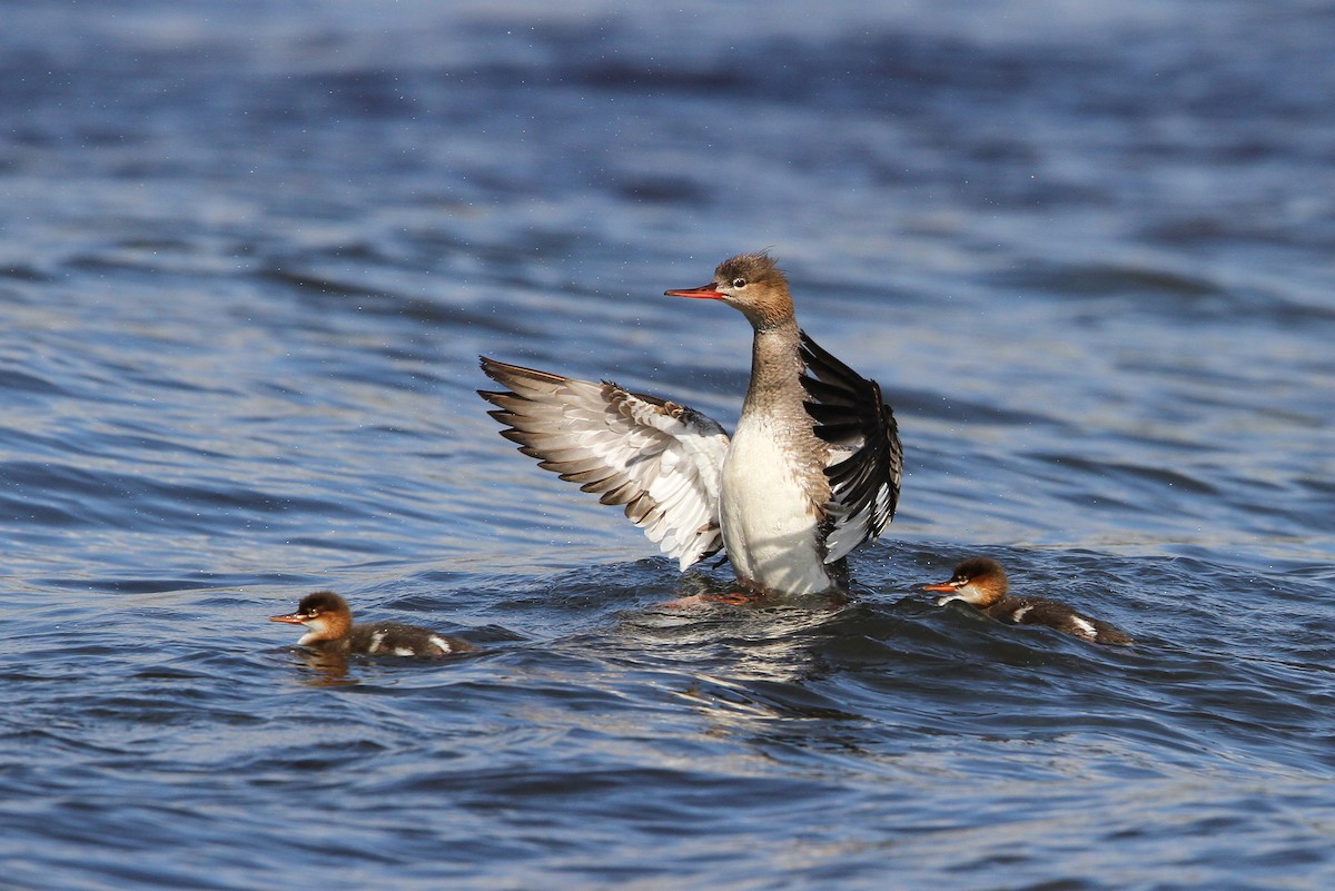 Red-breasted Merganser - ML65147511