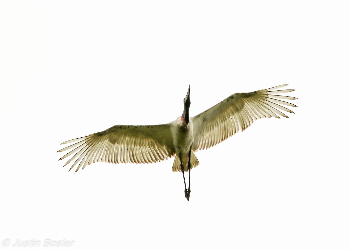 Jabiru - ML65147521