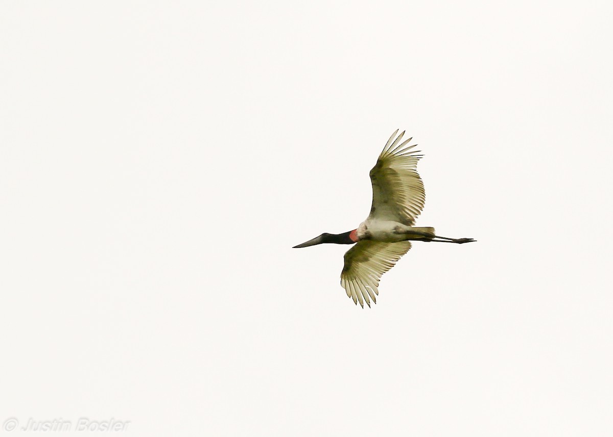 Jabiru d'Amérique - ML65147531