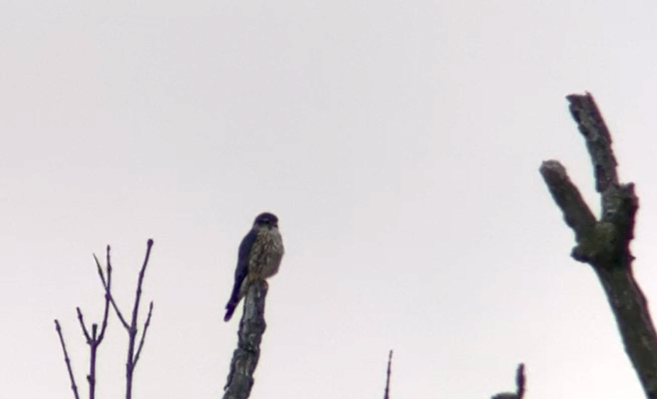 Merlin - ML651475500