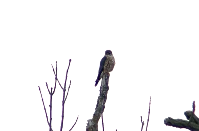 Merlin - ML651475501