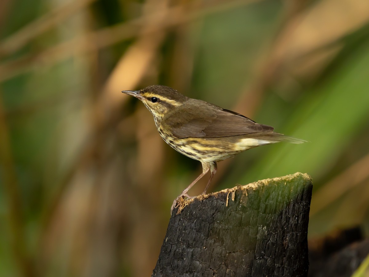 Northern Waterthrush - ML651475661