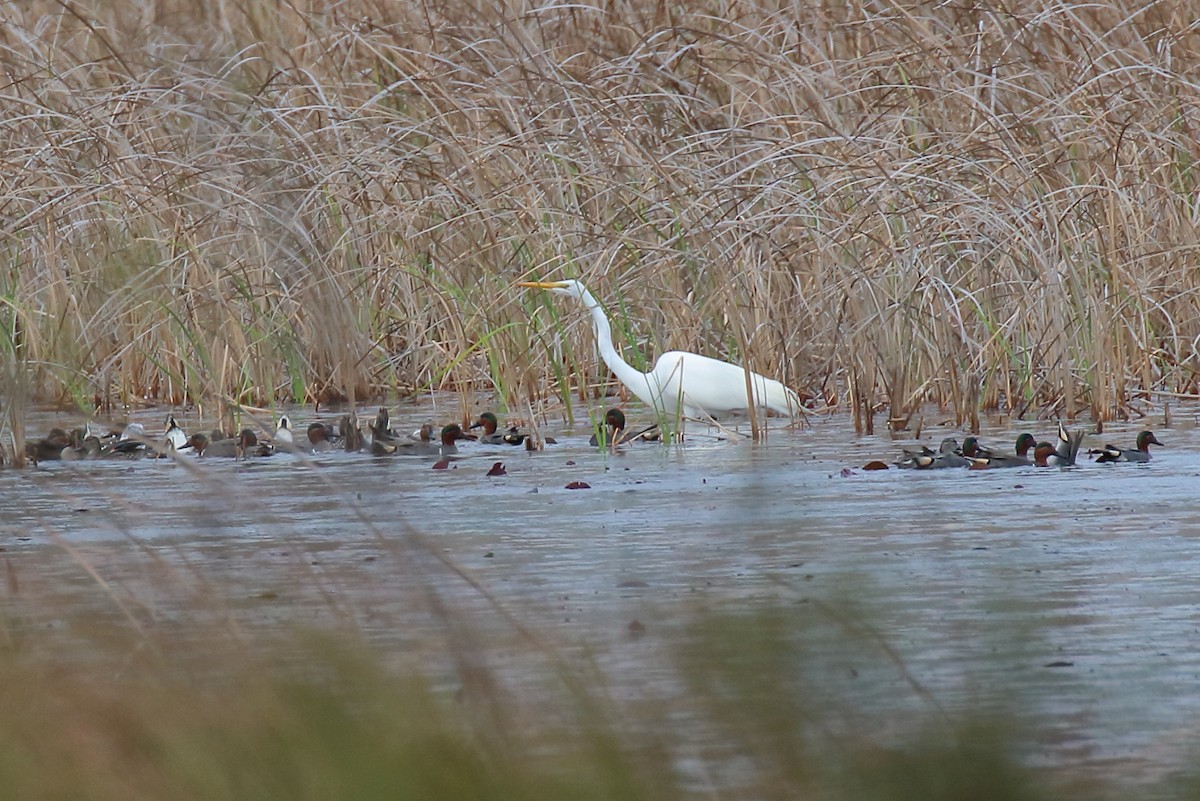 eBird Checklist - 22 Feb 2026 - Bald Point SP - 10 species