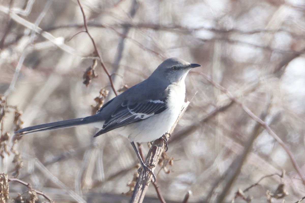 Northern Mockingbird - ML651476793