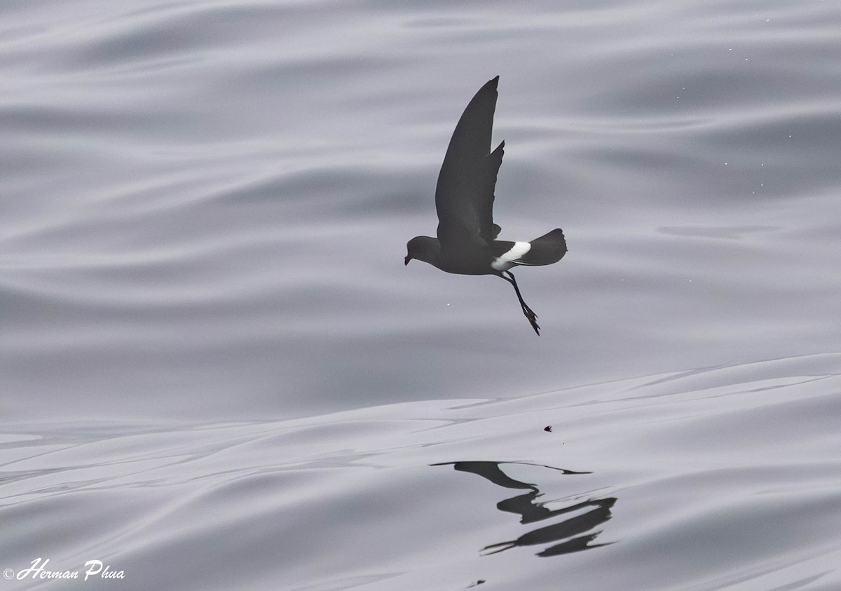 Wilson's Storm-Petrel - ML651476796