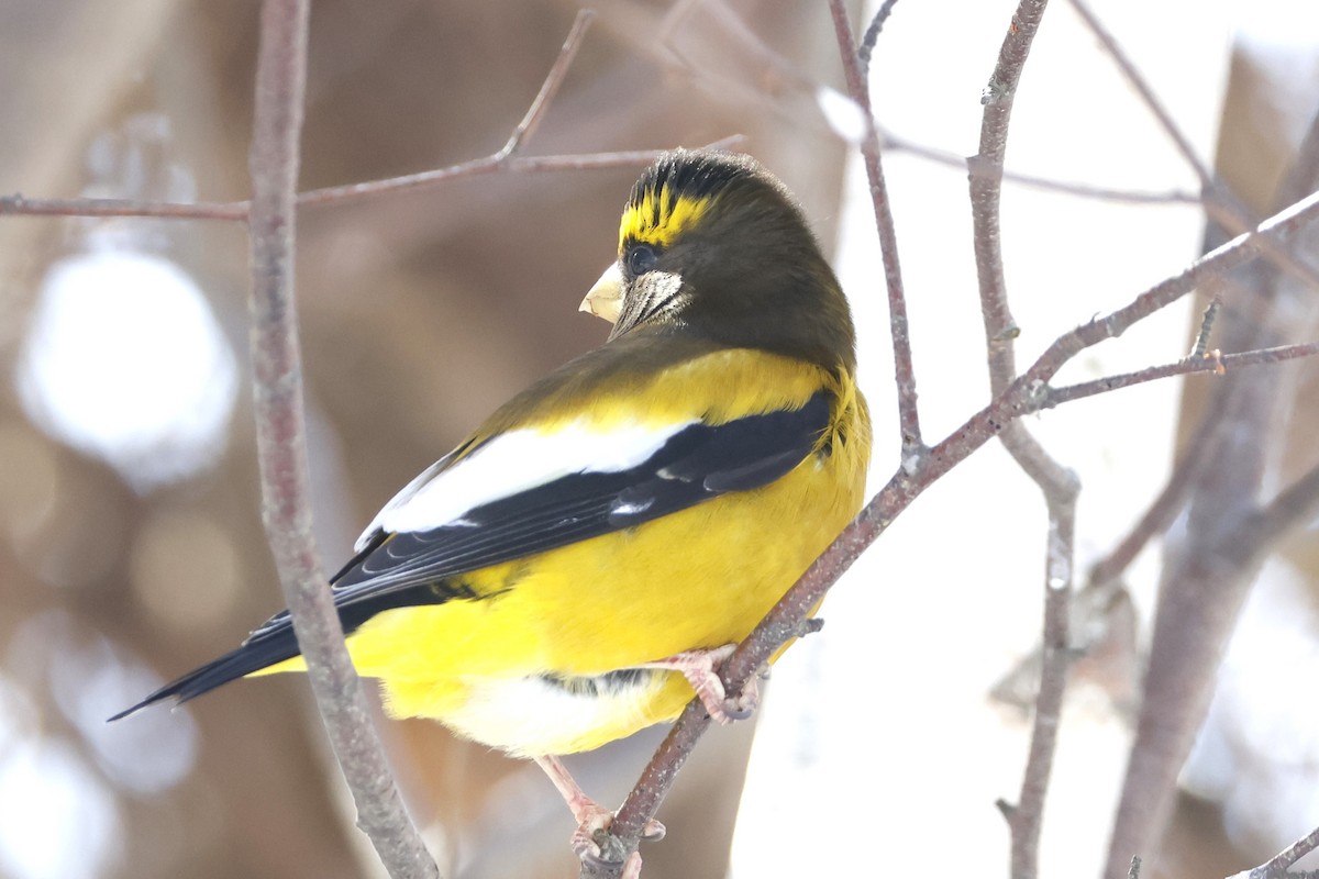 Evening Grosbeak - ML651476802
