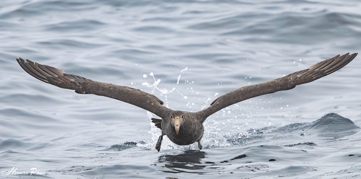 Northern Giant-Petrel - ML651476849